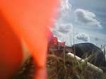 VA_too (03923)