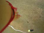 VA_too (03730)